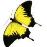 Butterfly Gardens