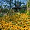 Fernand's Perennial Garden