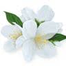 The Jasmine SPA Berlin