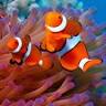 Jaydee Aquatics