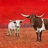 Jennifer Broussard Artworks