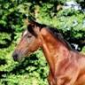 Riding club Vacek