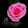 J. Merullo Imports Inc.