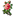 Jockish Flowers