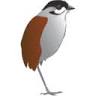 Reserva Buenaventura, Umbrellabird Lodge, Buenaventura Reserve, Fundación Jocotoco