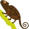 Johnny Reptile - Reptiles