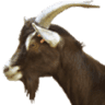 JOY Goat Development Programme