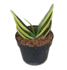 www.kaktus.id