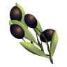 Kangaroo Valley Olives