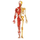 Kardinia Osteopathic Clinic