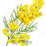 Mimosa Floriculture