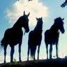 Kenata Heiltherapeutisches Reiten