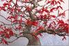 Kifu Bonsai LLC