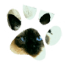 Kilsby Cattery