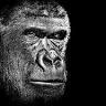 King Kong Motors