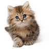 KittensUp for Sale