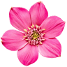 Acacia Florist
