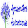 Kwiaciarnia AGAPANTHUS Anna Babicka
