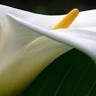 CALLA Halina Gemza