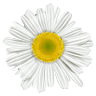Kwiaciarnia Stokrotka