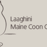 Laaghini Maine Coon Cattery