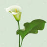 LA CALLA R & B