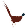 Lagoda Wings