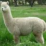 Lakeland Alpacas