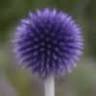 Lambley Gardens & Nursery