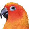 Lamifidel