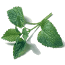 L'Aromatic