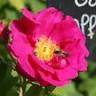 The Rose Garden of Provins