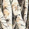 Laura J. Eden Artist, LLC