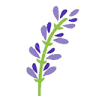 Lavanda Lola