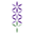 Lavanda di Elvio