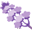 Lavandas