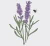 Lavender Bluff Farm