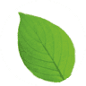 Leaf bloemen