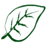 Lemon Leaf