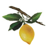 Lemon Leaf Cafe