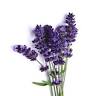 Lavender shoe store