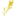L'Hysope