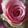 Lieblings-Blume