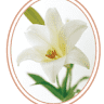 Lily Thai Cuisine