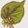 Linden Leaf Gifts