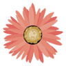 Floral Designs by LiRog