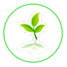 Little Tree Montessori International School