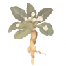 La Mandragola