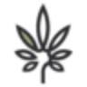Lolly Cannabis