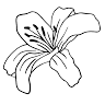 London Florist